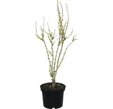 Arbuste d''ornement en pot avec de tendres feuilles