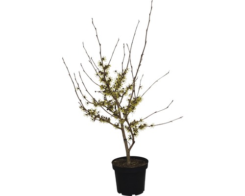 Noisetier de sorcière FloraSelf Arnold Promise 60-70 cm