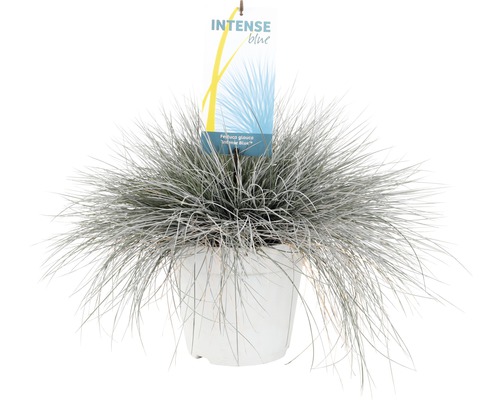 Fétuque bleue ''Intense Blue'' en pot