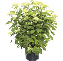 Hortensia paniculé en pot avec des feuilles vertes et des fleurs blanches
