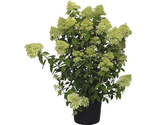 Hortensia paniculé FloraSelf Limelight® 80-100 cm