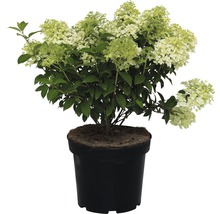 Rispenhortensie Bobo FloraSelf 60-80 cm
