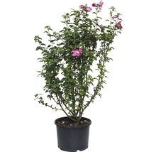 Hibiscus en pot avec fleurs