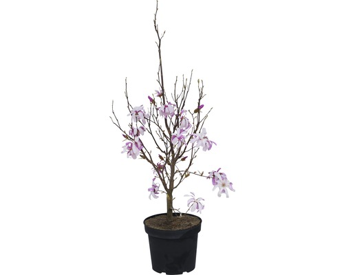 Magnolia étoilé FloraSelf Leonard Messel 60-80 cm