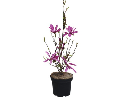 Magnolia pourpre FloraSelf Susan 60-80 cm