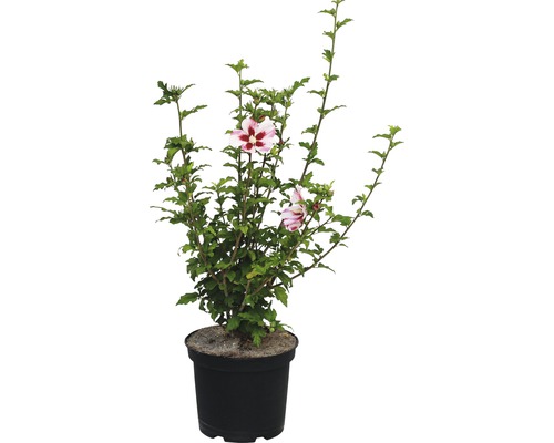 Garteneibisch FloraSelf Hamabo 60-80 cm