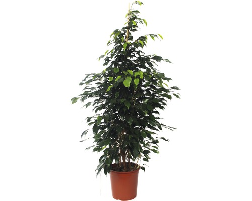 Figuier pleureur FloraSelf Ficus benjamina 'Danielle' H 130-140 cm pot de Ø 24 cm