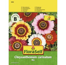 Sachet de graines FloraSelf Chrysanthemum carinatum mélangé