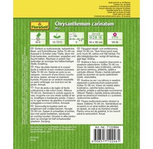 Chrysanthemum carinatum Mix sachet de graines