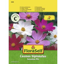 Cosmos 'Sensation Mix' FloraSelf semences stables graines de fleurs
