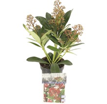 Plante Skimmia japonica en pot avec feuilles et inflorescences
