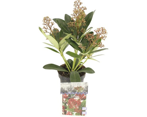 Japanische Blütenskimmie FloraSelf Skimmia japonica 'Rubella' H 15-20 cm Co 0,5 L Skimmia japonica Pflanze im Topf mit Blättern und Blütenständen