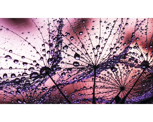 Papier peint photo papier pissenlits Tropfen lilas noir 254 x 184 cm Gros plan de graines de pissenlit avec des gouttes d''eau