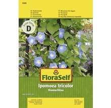 Packung Trichterwinde ''Himmelblau''
