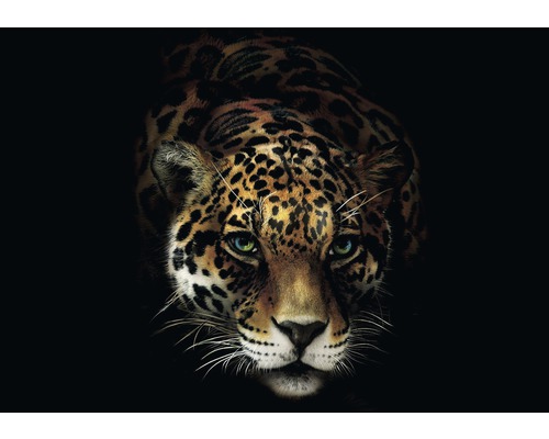 FototapeteVlies 10148 VEXXXL Leopard schwarz gelb 4-tlg.416 x 254 cm Nahaufnahme eines Jaguars auf dunklem Hintergrund