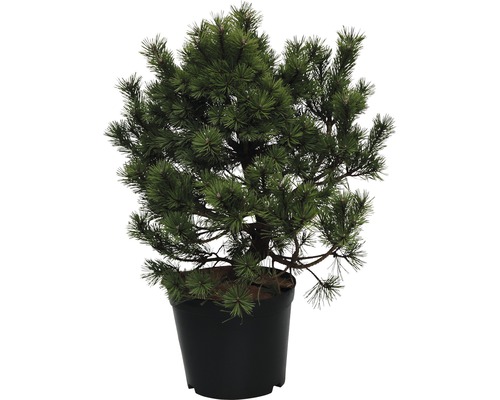 Arbuste pin FloraSelf Gnom 60-70 cm