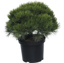 Zwerg Schwarzkiefer FloraSelf Marie Brégeon 40-50 cm