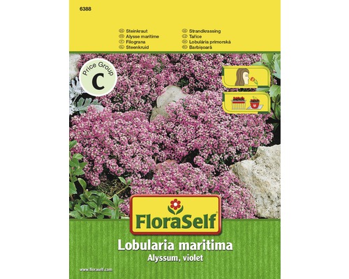 Steinkraut 'Alyssum' FloraSelf samenfestes Saatgut Blumensamen