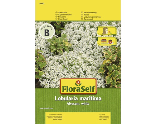 Steinkraut 'Alyssum white' FloraSelf samenfestes Saatgut Blumensamen
