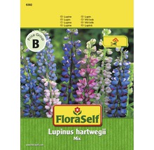 Mélange de graines de lupins de Hartweg FloraSelf