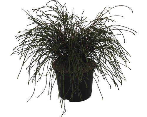 Thuya aux rameaux filiformes FloraSelf Whipcord 30-35 cm