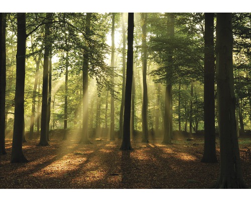 Papier peint panoramique intissé 10331 VEXXL forêt vert 3 pces 312 x 219 cm Paysage forestier avec arbres et rayons de soleil