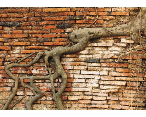 Backsteinmauer mit Baumwurzeln