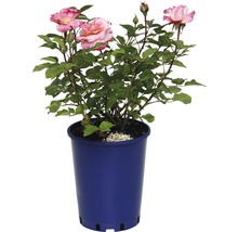 Rosier en pot avec des fleurs roses et des feuilles vertes.