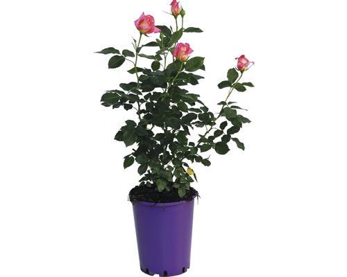 Rosier ADR, rosier de culture FloraSelf Inspiration® 40-60 cm rose