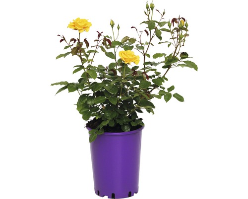 Rosier ADR, rosier couvre-sol FloraSelf Westart® 40-60 cm jaune