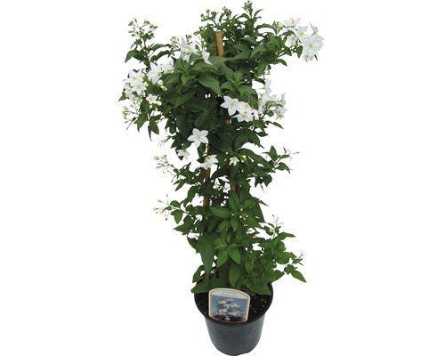 Morelle faux jasmin Solanum jasminoides H 80 cm pot Ø 19 cm