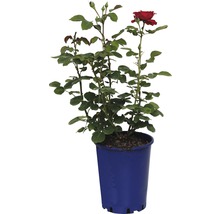 Rose en pot avec une fleur rouge et des feuilles vertes.