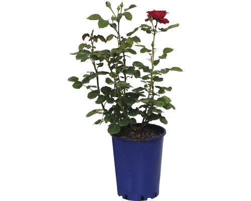 Rose en pot avec une fleur rouge et des feuilles vertes.