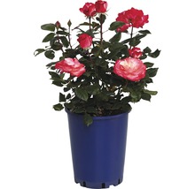 Rose en pot
