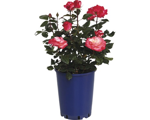Rosier Nostalgie, rosier de culture FloraSelf Nostalgie® 40-60 cm blanc crème-rouge Rose en pot