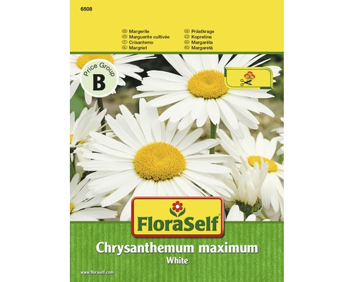Margerite 'White' FloraSelf samenfestes Saatgut Blumensamen