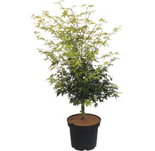 Érable palmé Acer palmatum 'Katsura' 100-125 cm