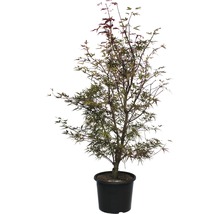 Érable palmé Acer palmatum 'Jerre Schwartz' 100-125 cm