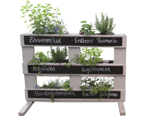 Palette d''herbes plantées avec mélisse citronnelle, fraise, romarin, livèche, thym globuleux, sarriette, basilic et origan.