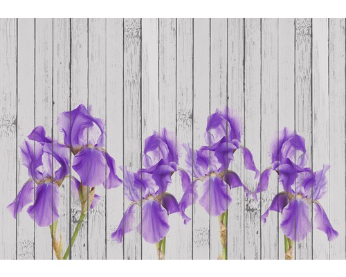 Papier peint photo papier Schwertlilien bois lilas gris 254 x 184 cm Fleurs d''iris devant un fond de planches de bois blanches