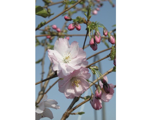 Frühlingskirsche Prunus 'Accolade' ha 125-150cm Co 18L