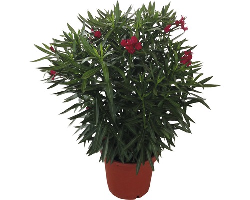 Laurier-rose FloraSelf Nerium oleander H 100-120 cm pot Ø 40 cm rouge