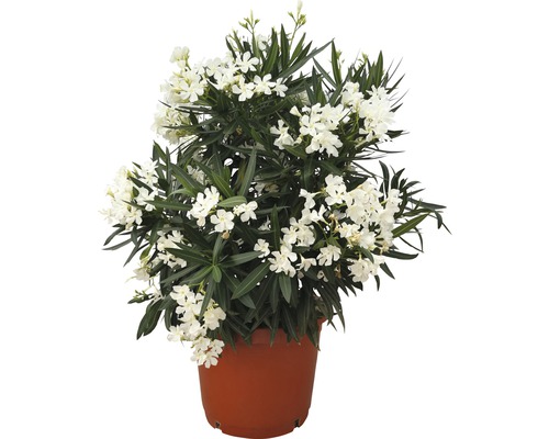 Laurier-rose FloraSelf Nerium oleander H 100-120 cm pot Ø 40 cm blanc