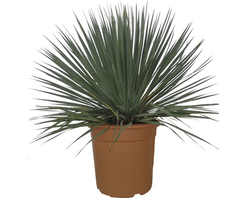 Yucca à feuilles bleues Yucca FloraSelf Yucca rostrata H 30-50 cm pot Ø 25 cm Yucca plante d''intérieur en pot