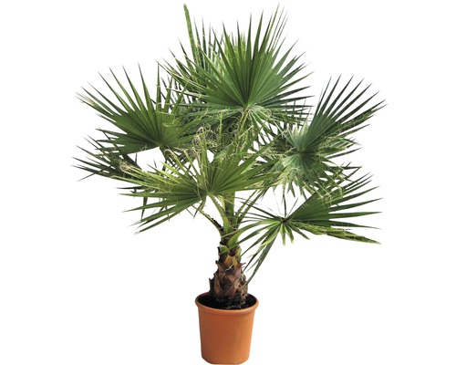 Palmier de Washington FloraSelf Washingtonia robusta H 60-80 cm pot Ø 40 cm Palmier chanvre en pot
