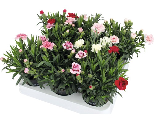 Nelken-Set mit verschiedenen Blüten in Töpfen