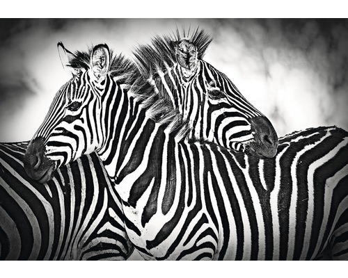Fototapete Papier Zebra schwarz weiss 254 x 184 cm
