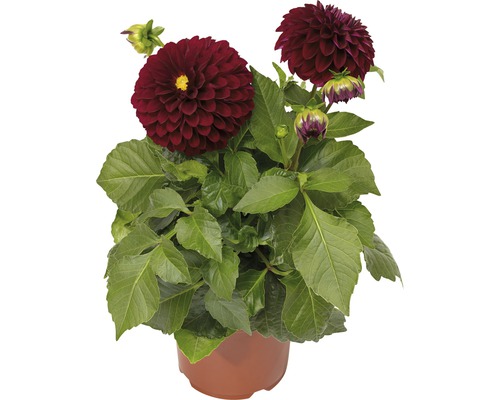 Dahlia FloraSelf Dahlia x Hybride pot Ø 17 cm assortiment de variétés aléatoire Dahlia en pot avec des fleurs rouge foncé.