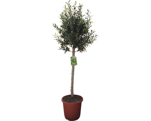 Olivenbaum Hochstamm FloraSelf® 140-150 cm