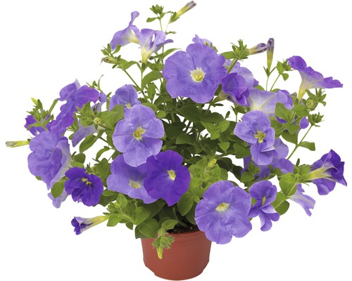 Pétunia en pot avec fleurs bleues